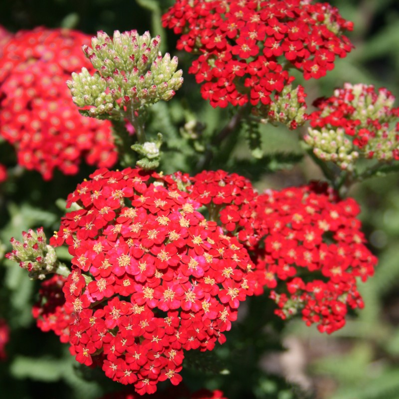 Achillea 'Paprika' | Yarrow