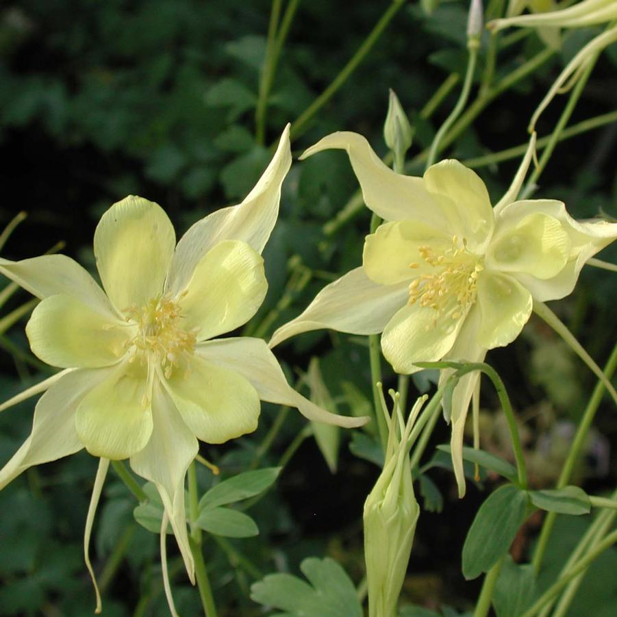 Aquilegia chrysantha Aguileña