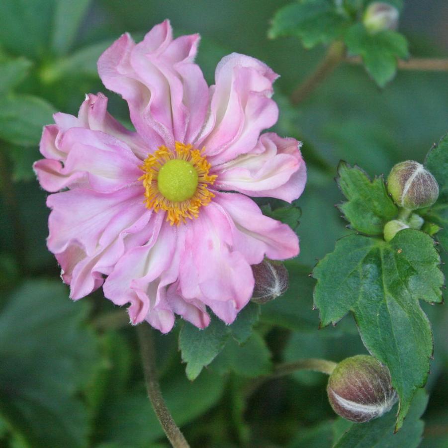 Anemone Fantasy 'Pocahontas' PP | Japanese Anemone