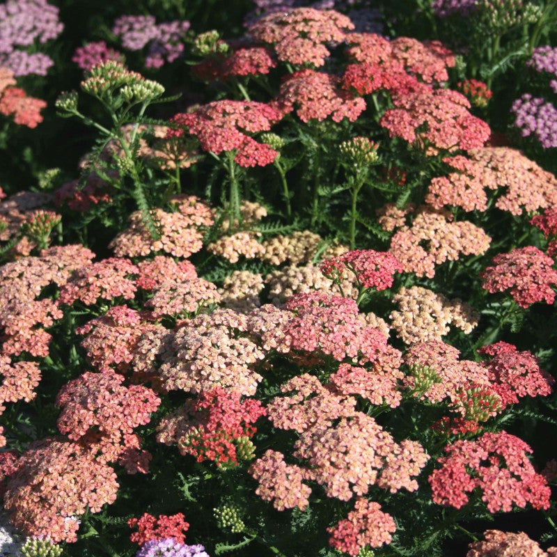 Achillea 'Apricot Delight' PP | Yarrow
