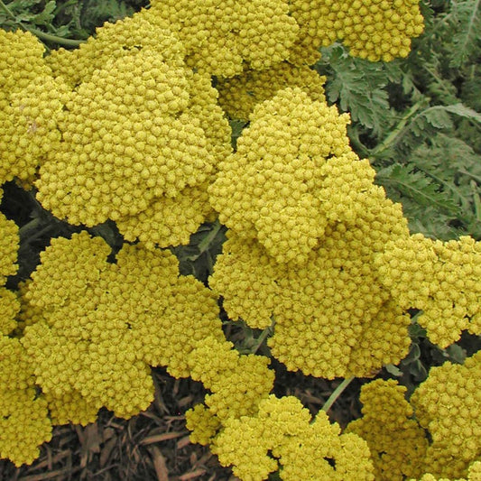 Achillea 'Moonshine' | Yarrow