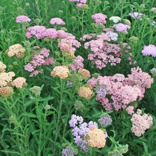 Achillea 'Summer Pastels' | Yarrow