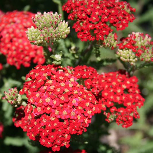 Achillea 'Paprika' | Yarrow