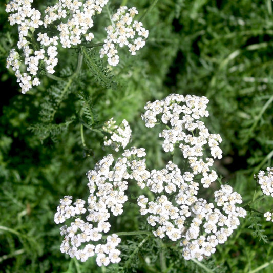 Achillea millefolium White | Yarrow
