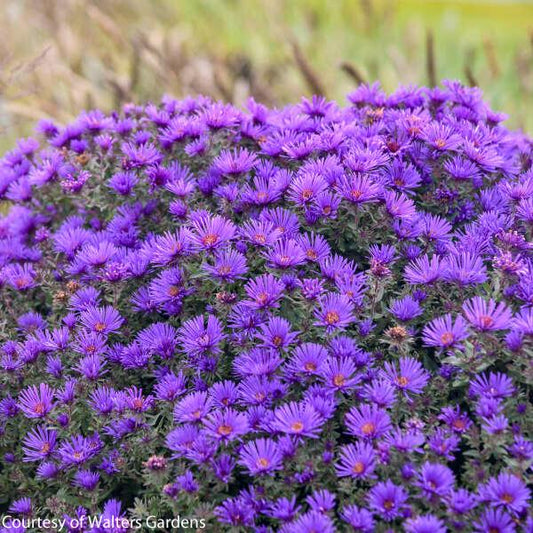 Aster novae-angliae ‘Grape Crush’